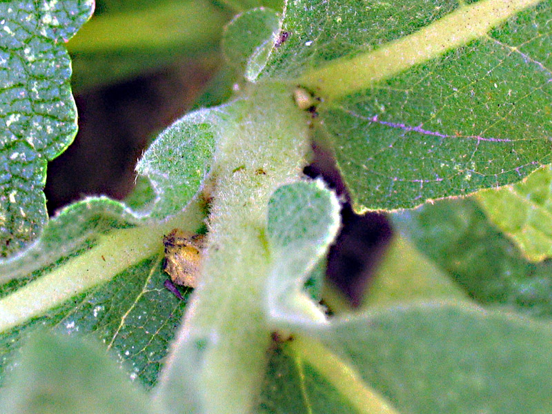 Verbascum densiflorum Bertol. o V. phlomoides L.?